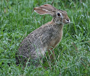 Kaphase, Lepus capensis